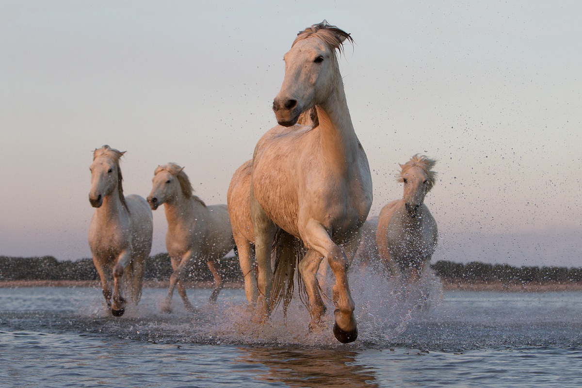Camargue 7