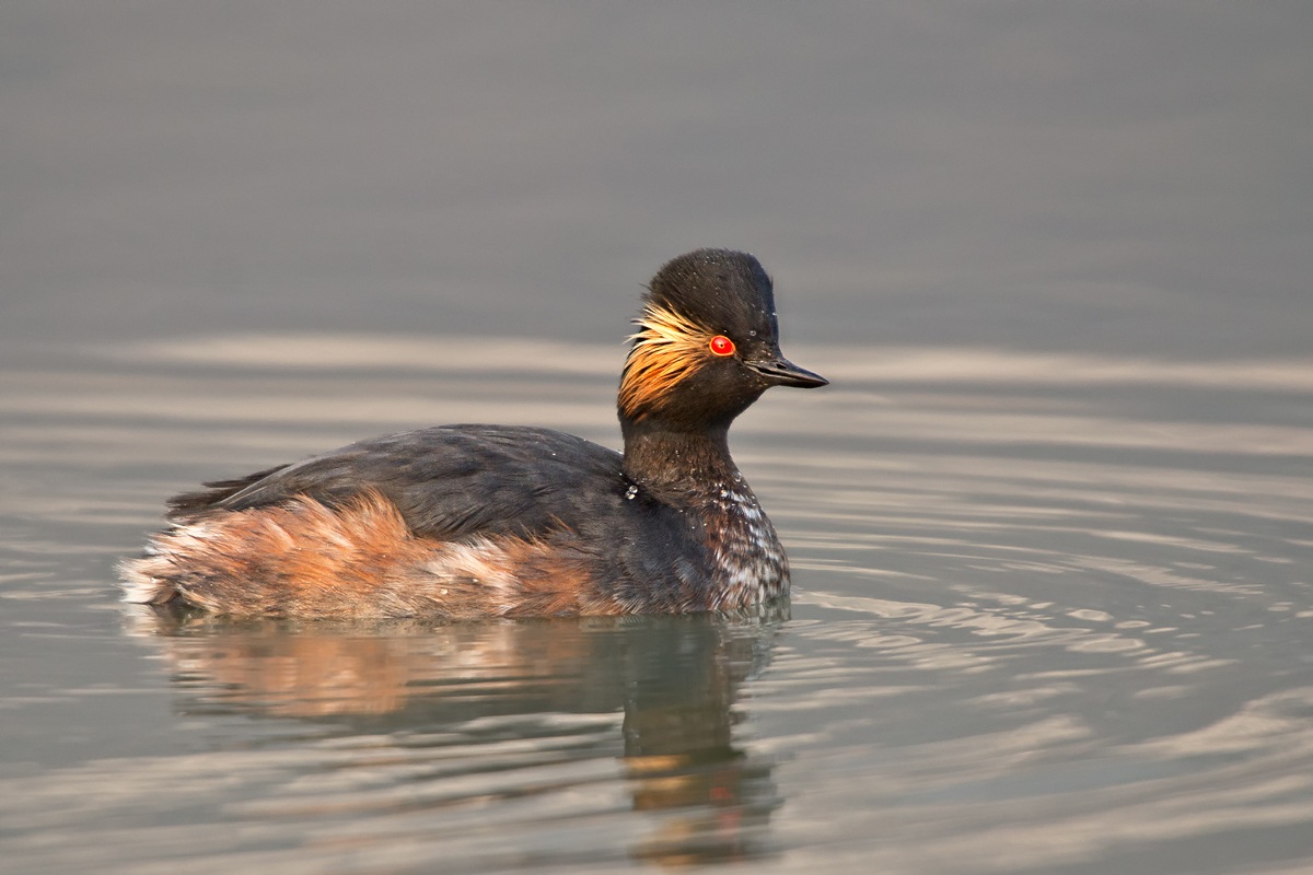 Little Grebe (Podiceps nigricollis)