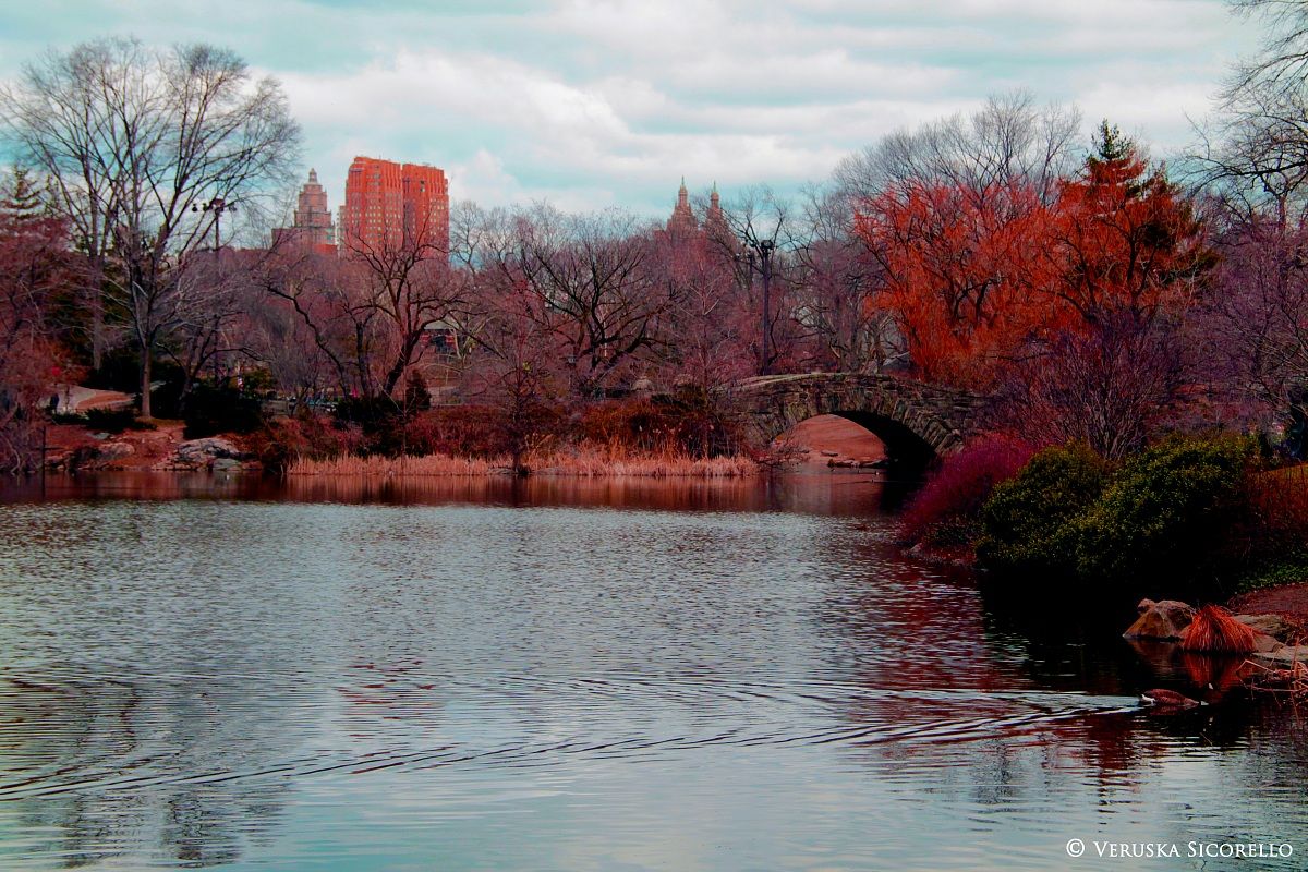 Autumn in Central Park