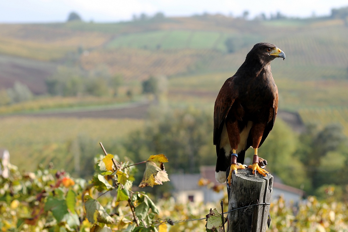 Harris's Hawk