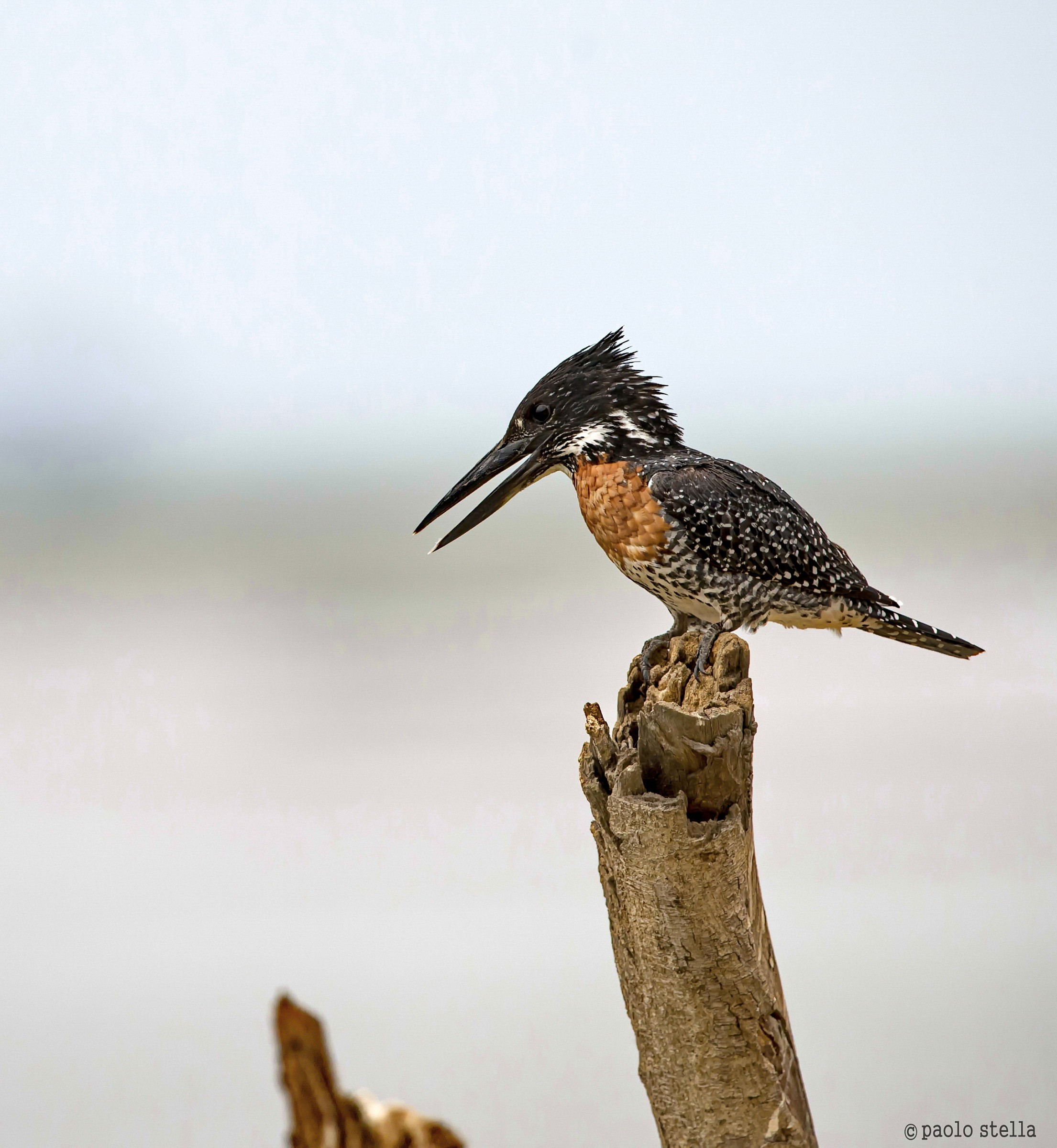 Giant Kingfisher