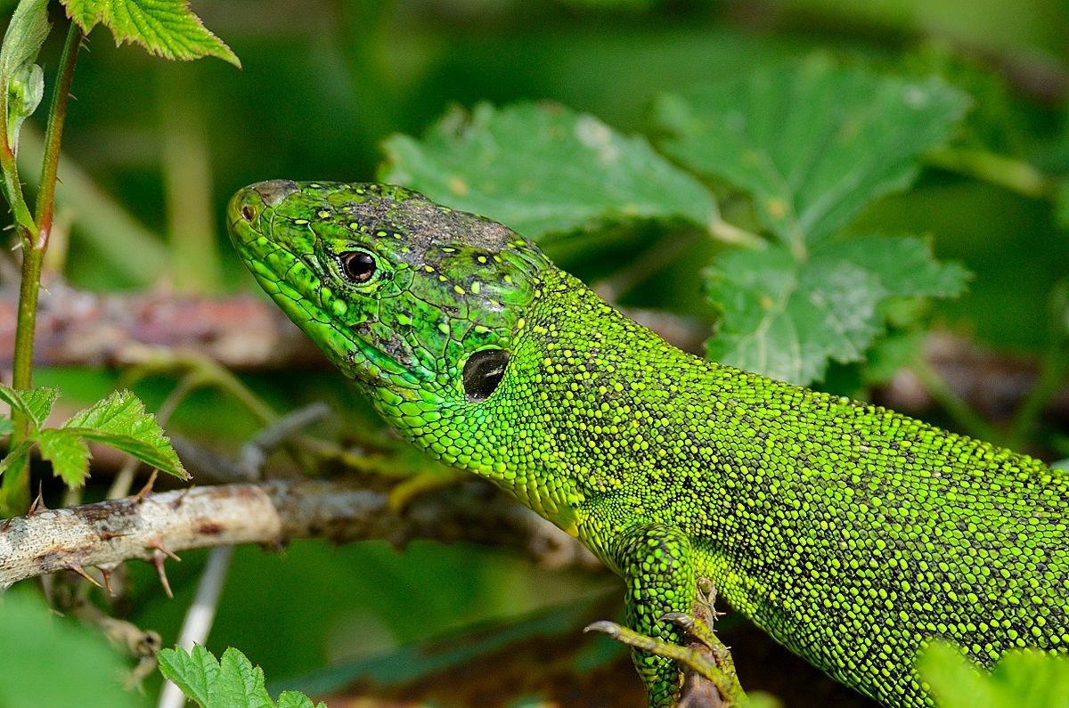Green lizard