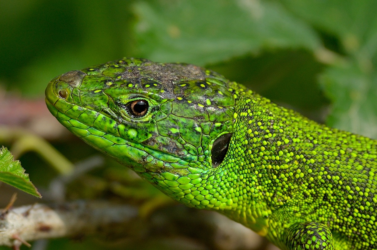 Green lizard