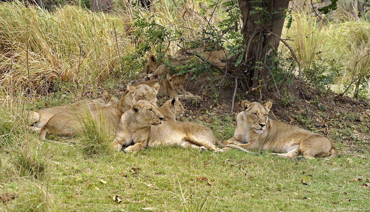 the harem ... observes