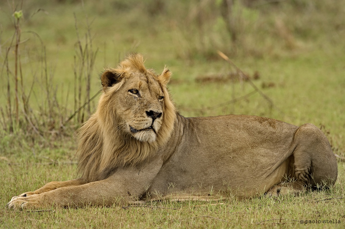 Boss smells the danger ...