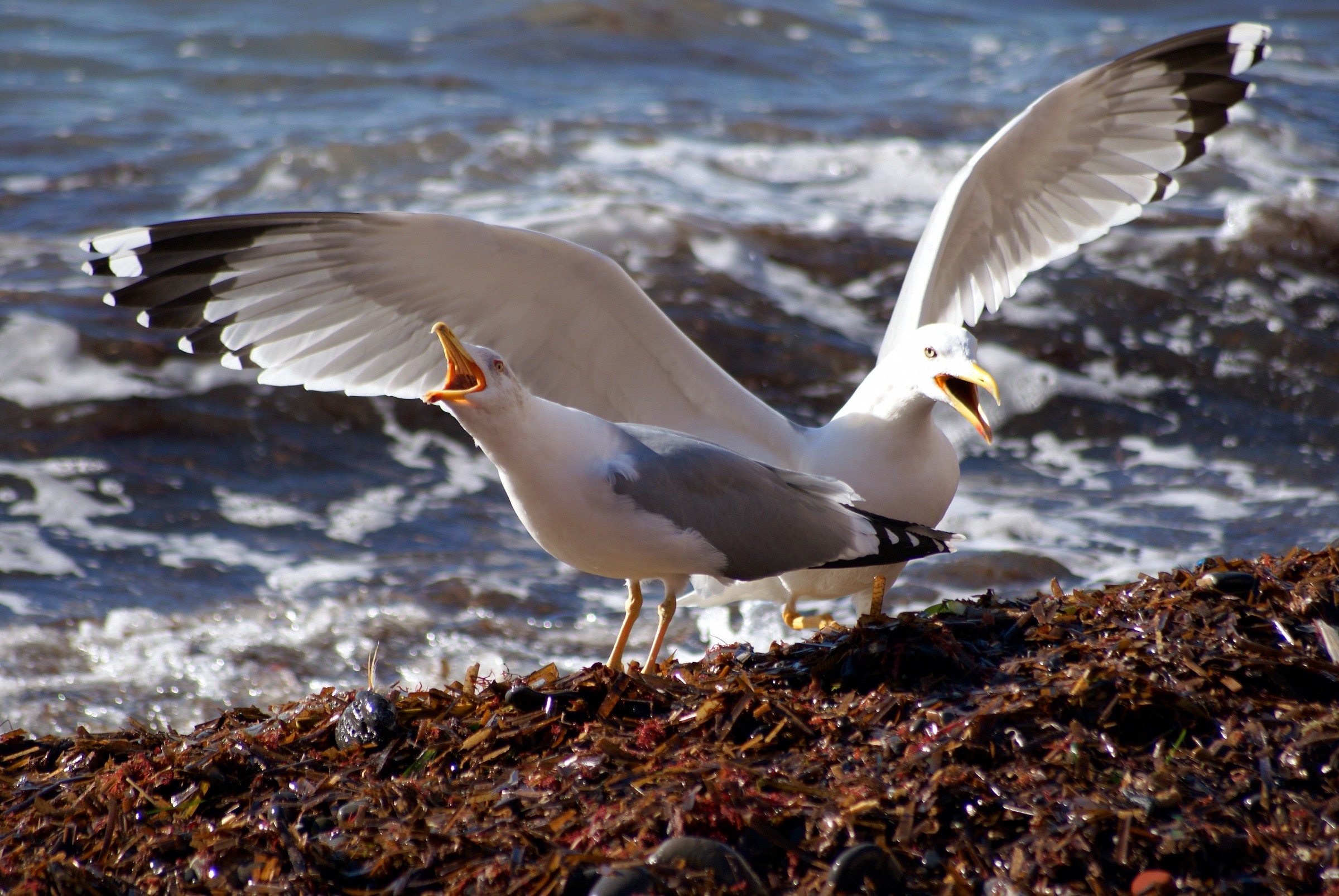 Gabbiani, Seagulls (il coro)