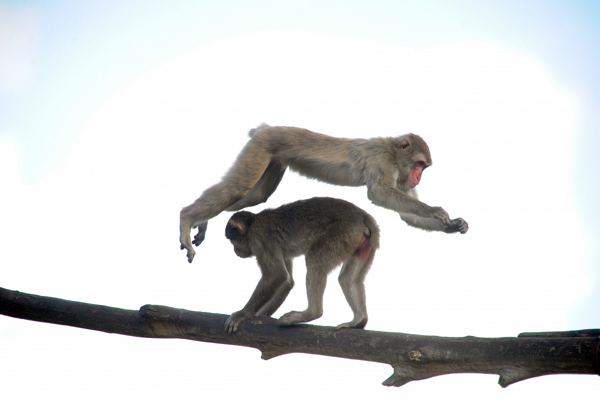 Macachi Bioparco Roma