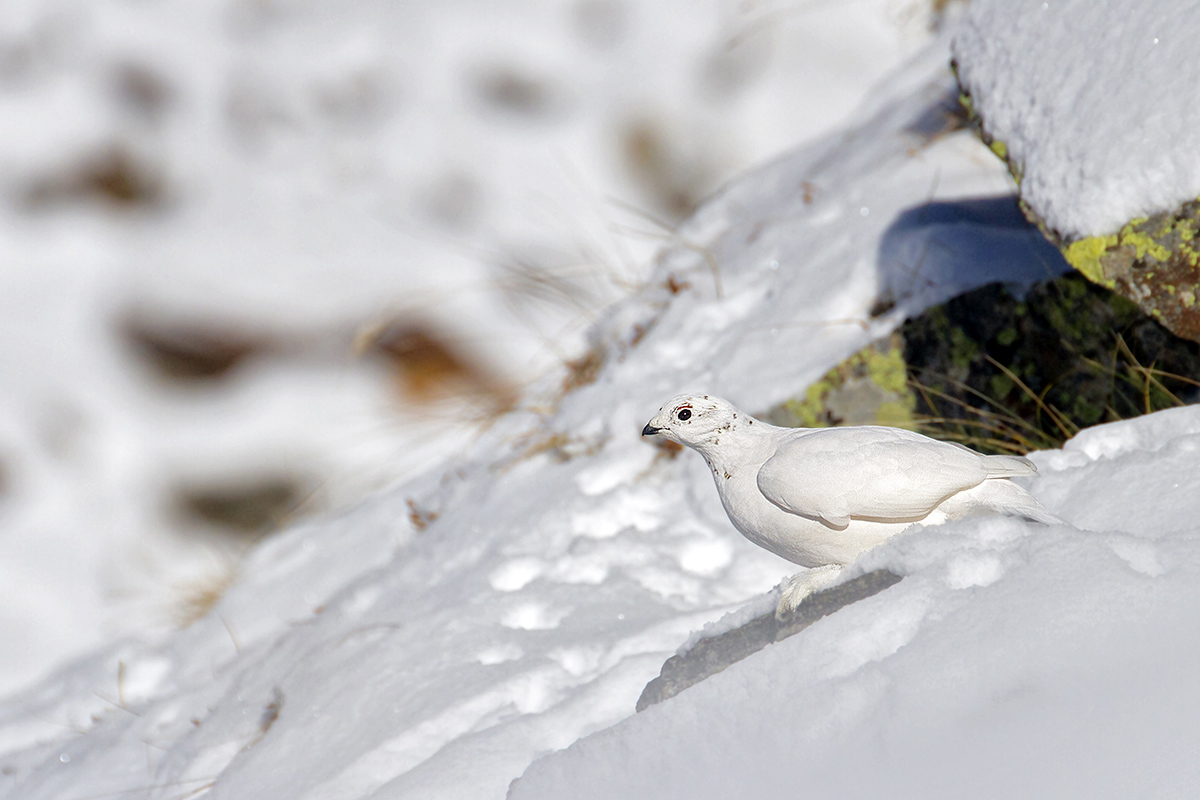 ptarmigan pns high Valcamonica