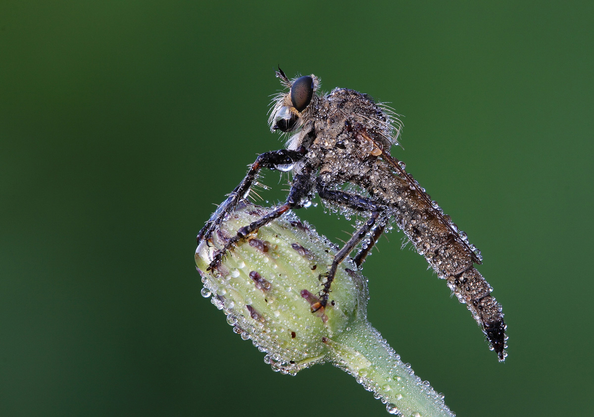 killer! Machimus arthriticus