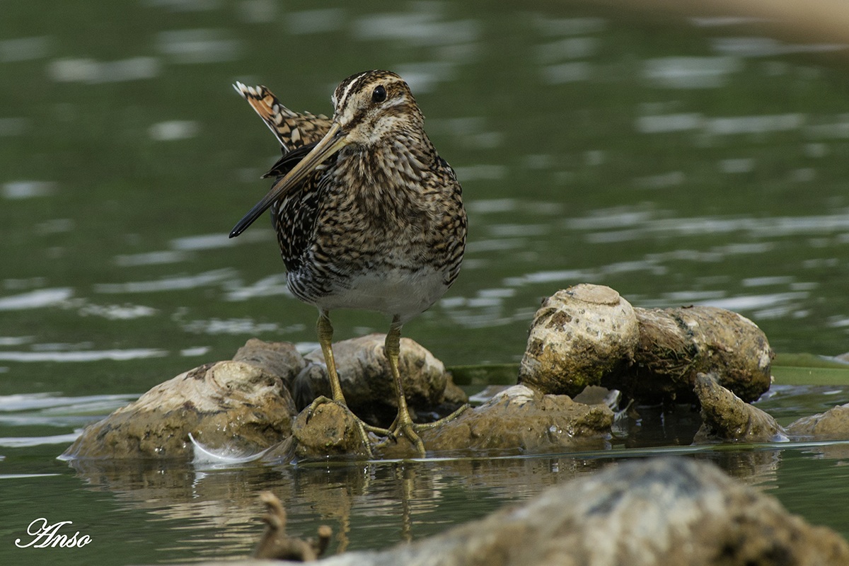 snipe