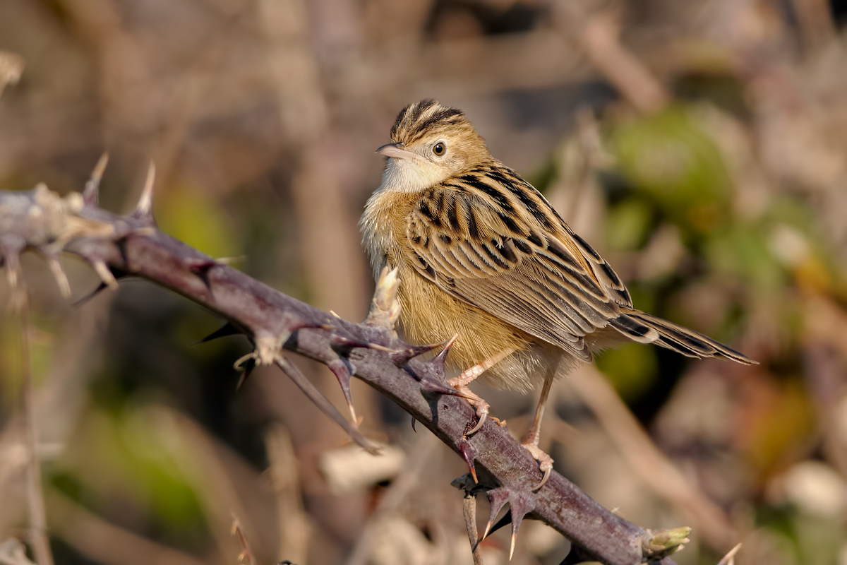 Beccamoschino  (Cisticola juncidis)