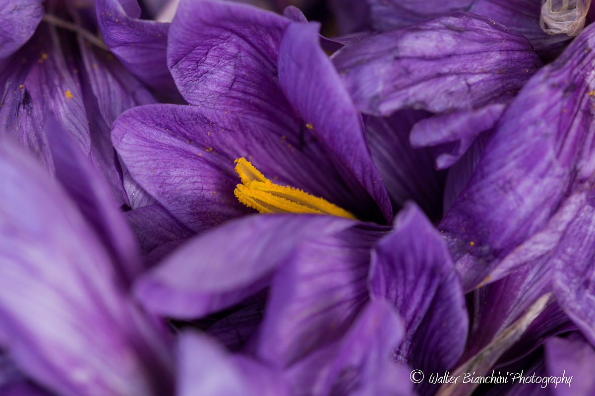 Saffron