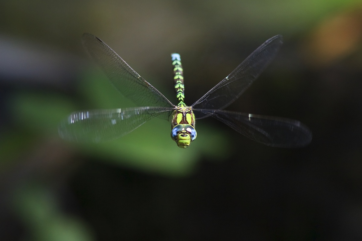 Libellula in volo frontale