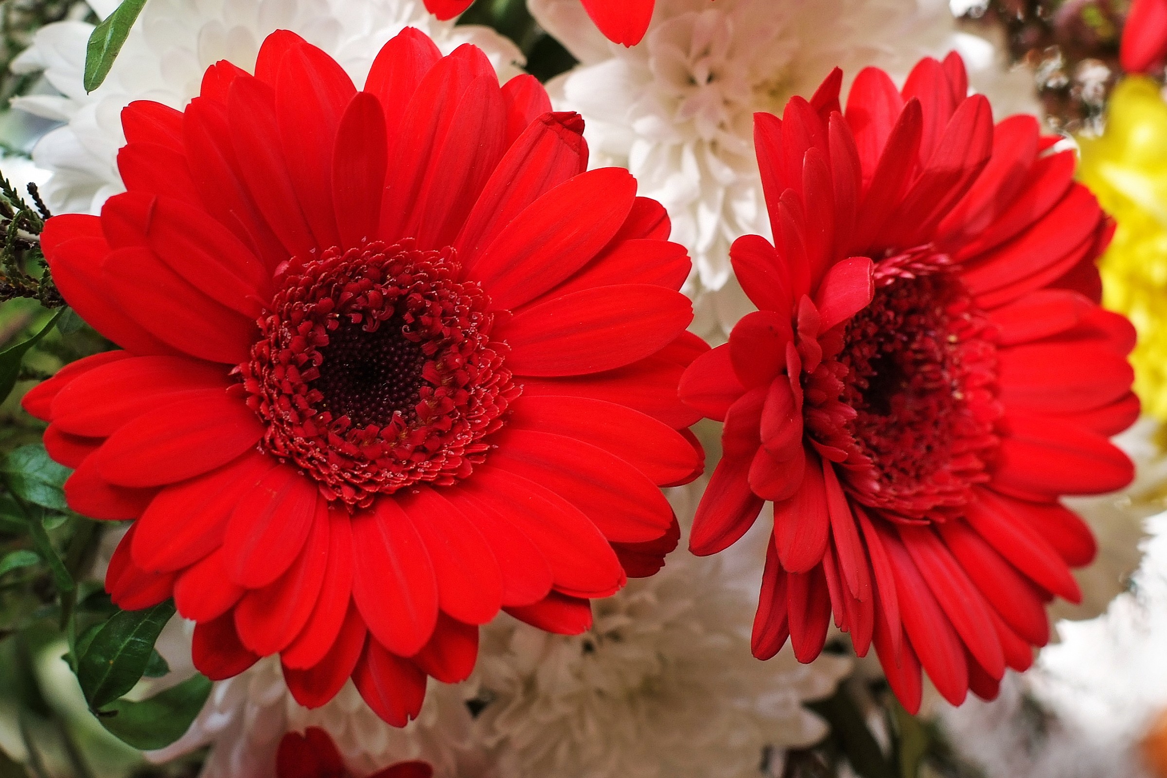 gerbera rossa