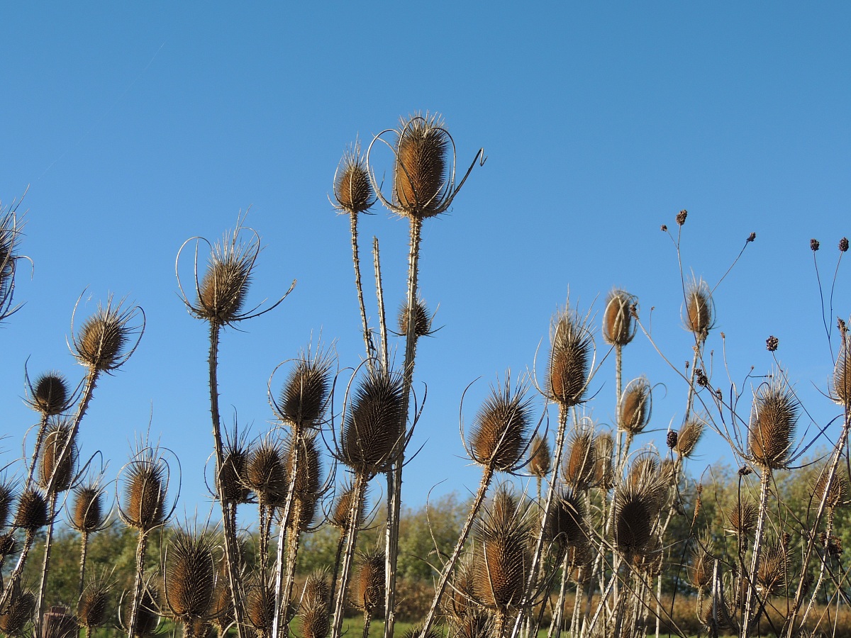 what remains in the autumn