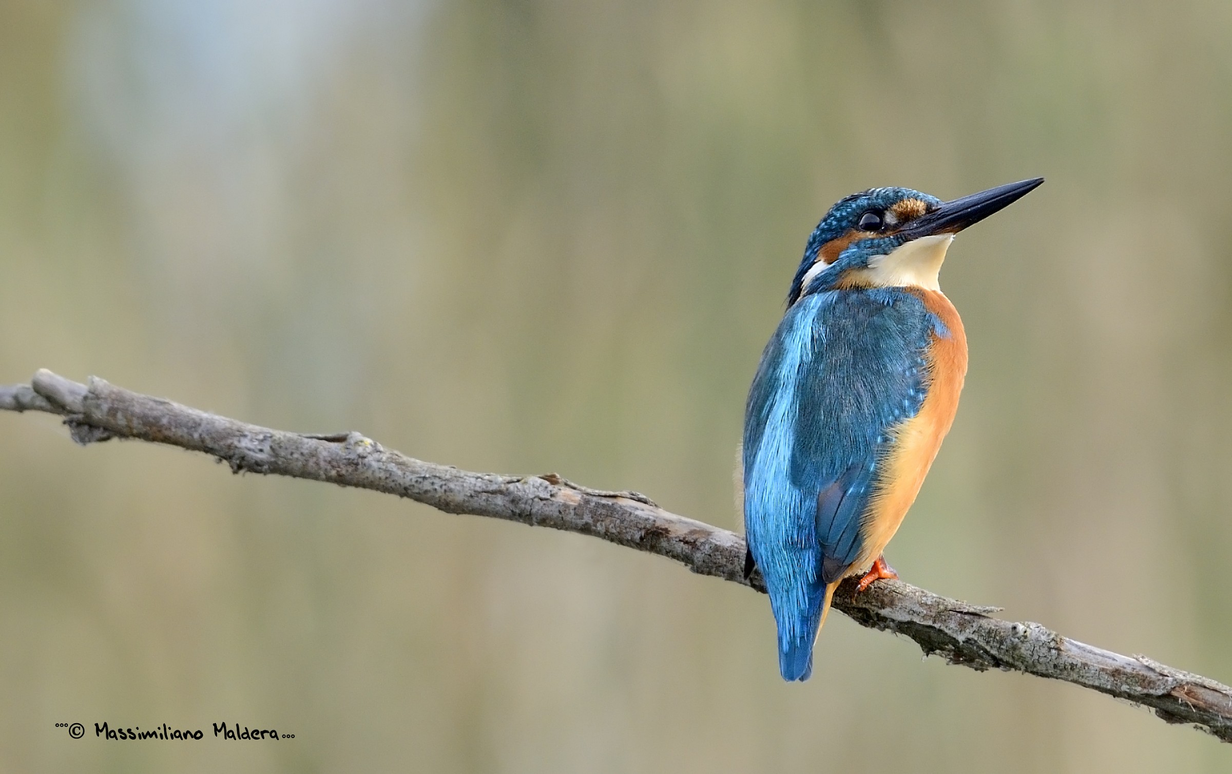 il mio primo martino!!!