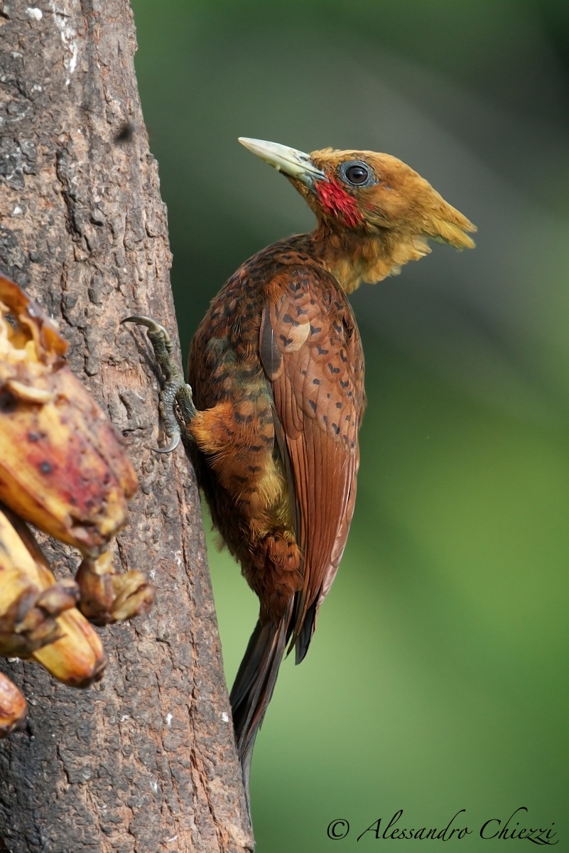 Brown Woodpecker less