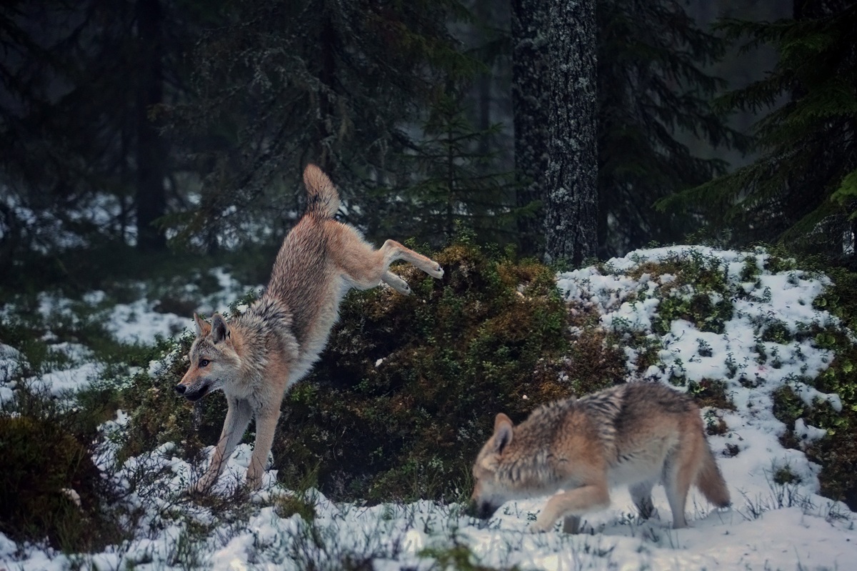 Il richiamo della foresta !!