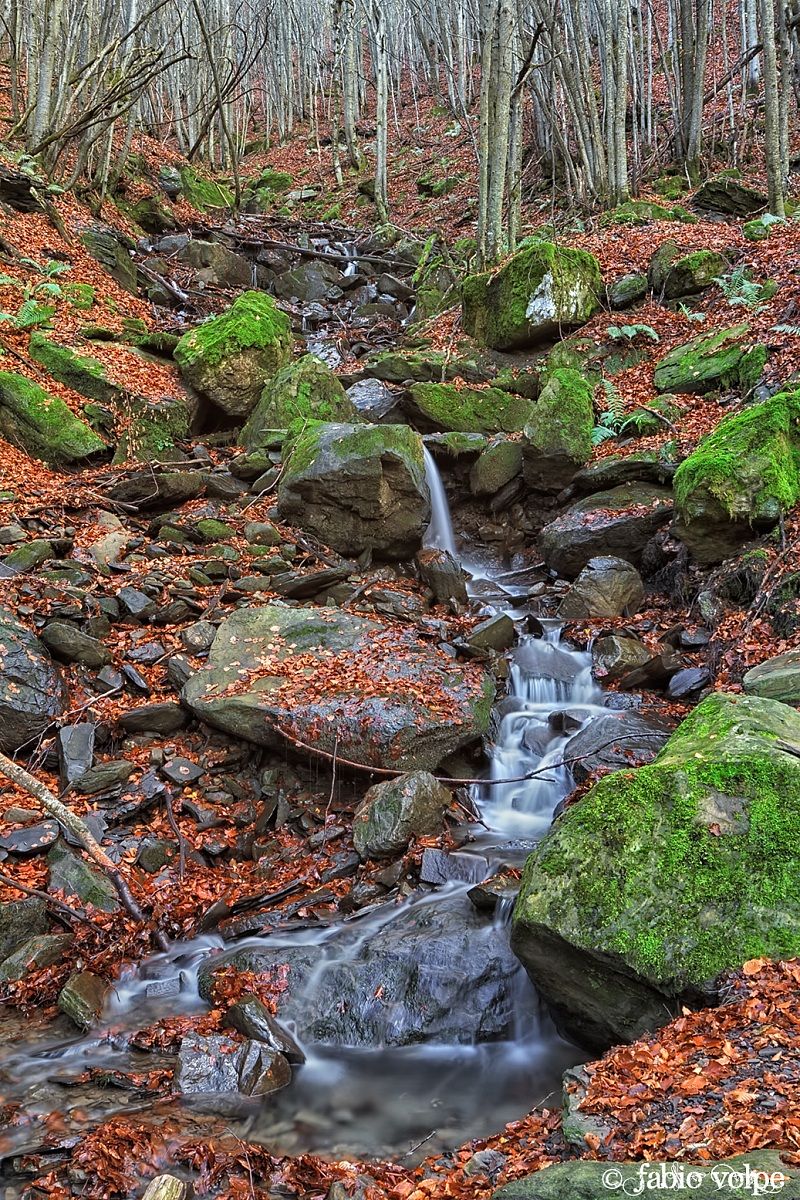 in the silence of the forest
