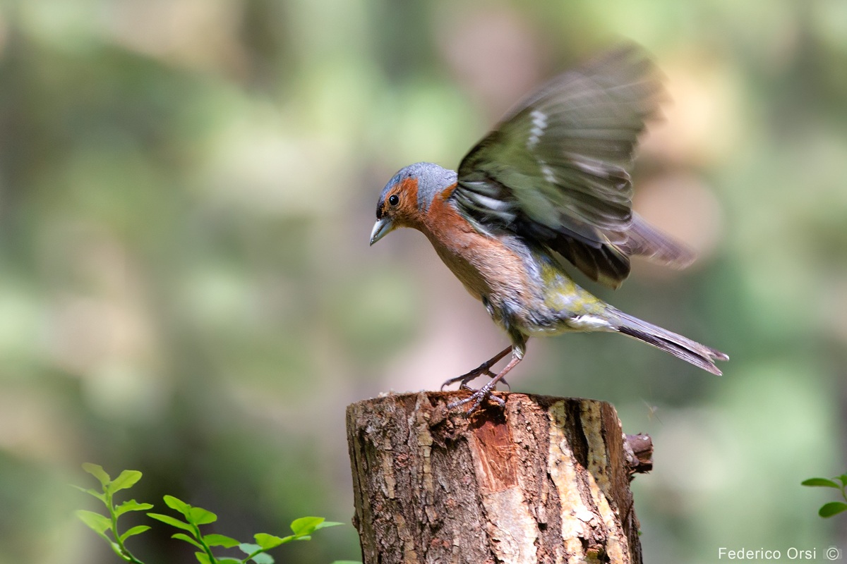 Chaffinch