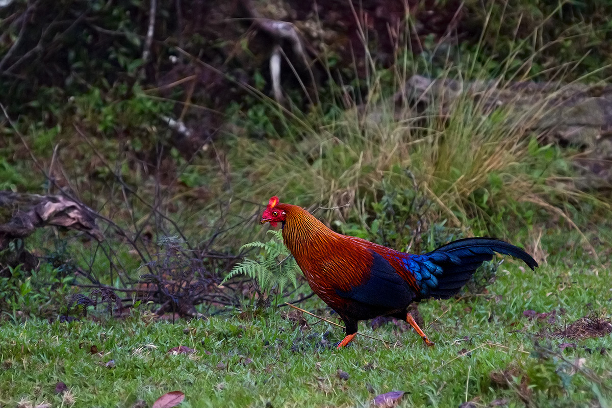 Ceylon jungle fowl