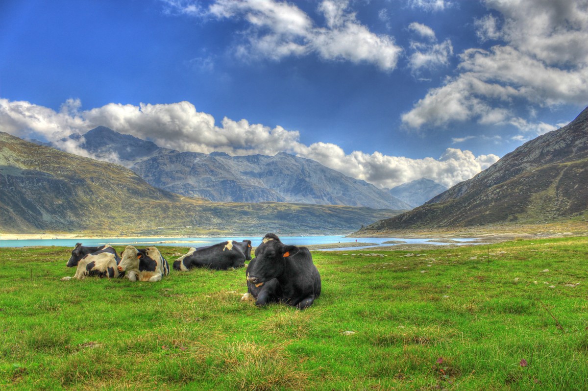 HDR Monte Spluga con mucche