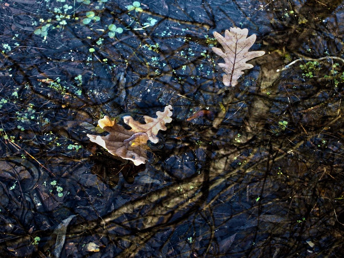 Riflessioni autunnali