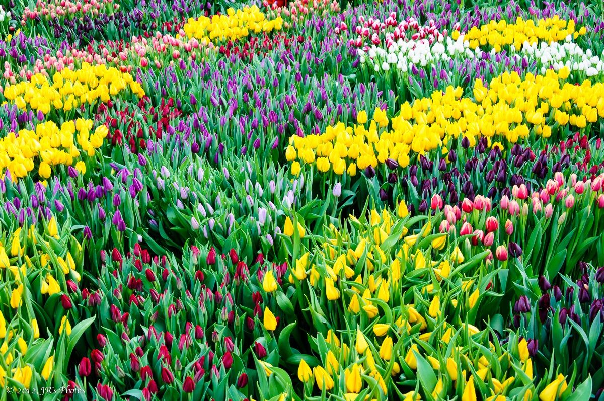Tulpendag 2012