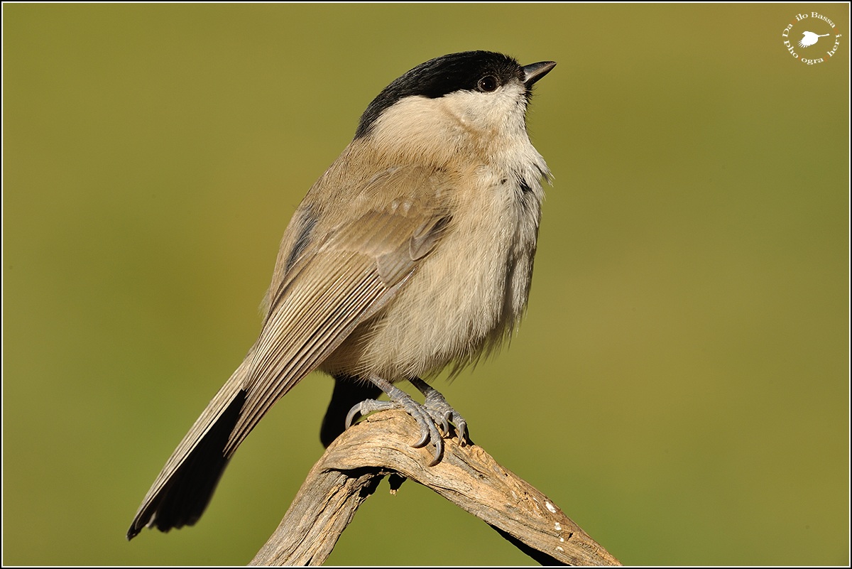 Willow Tit