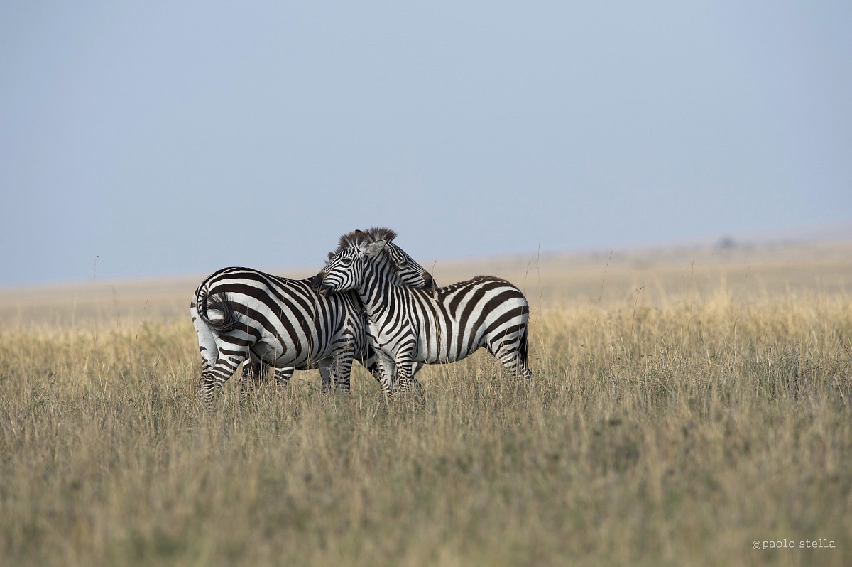 crossing in the mist
