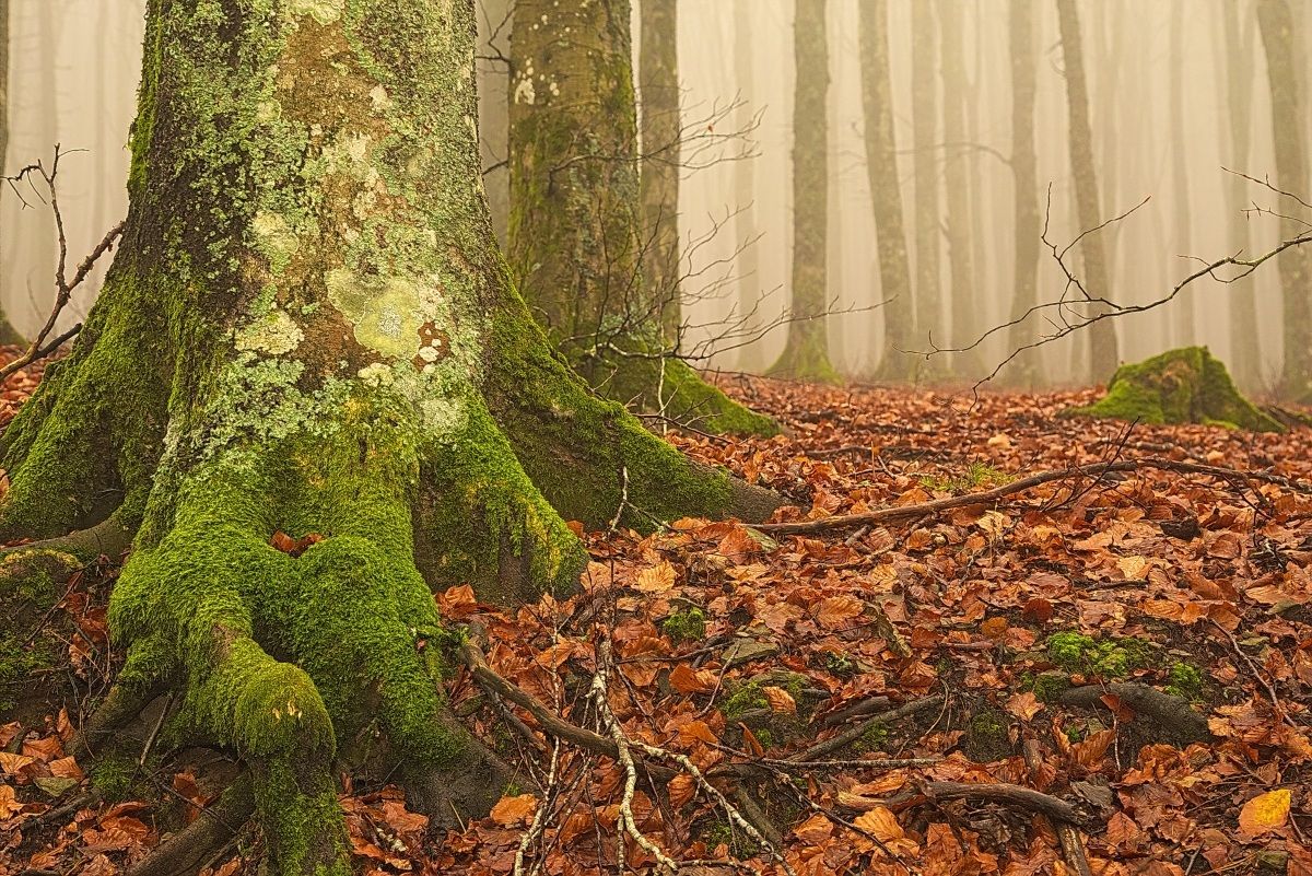 La Foresta Incantata ( Narnia )