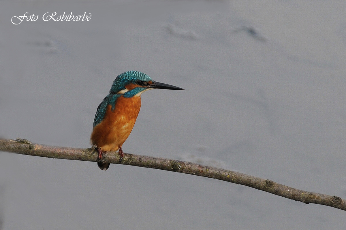 Martin pescatore.......