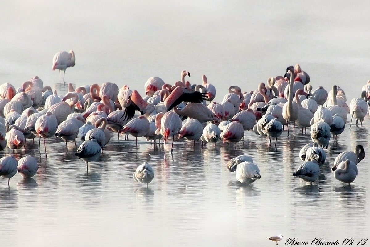 Pink Flamingos in the Po Delta