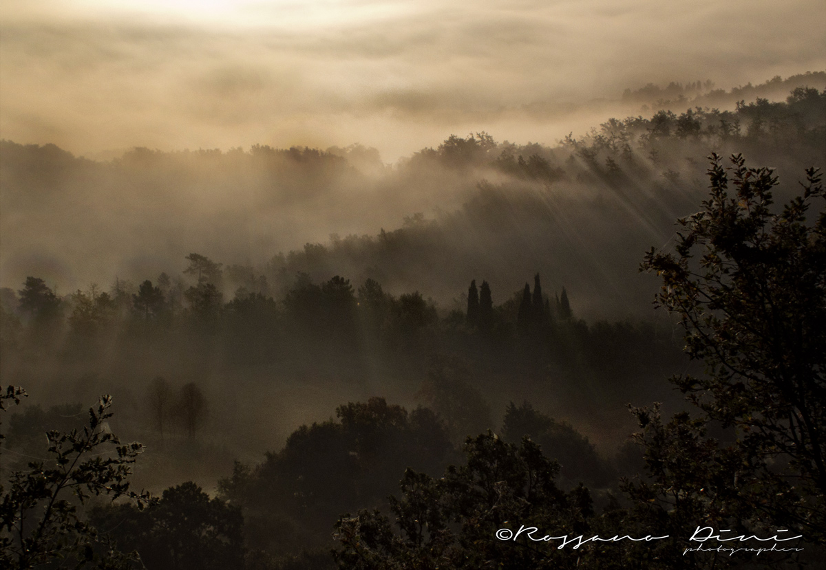 nebbie all'alba,Lajatico
