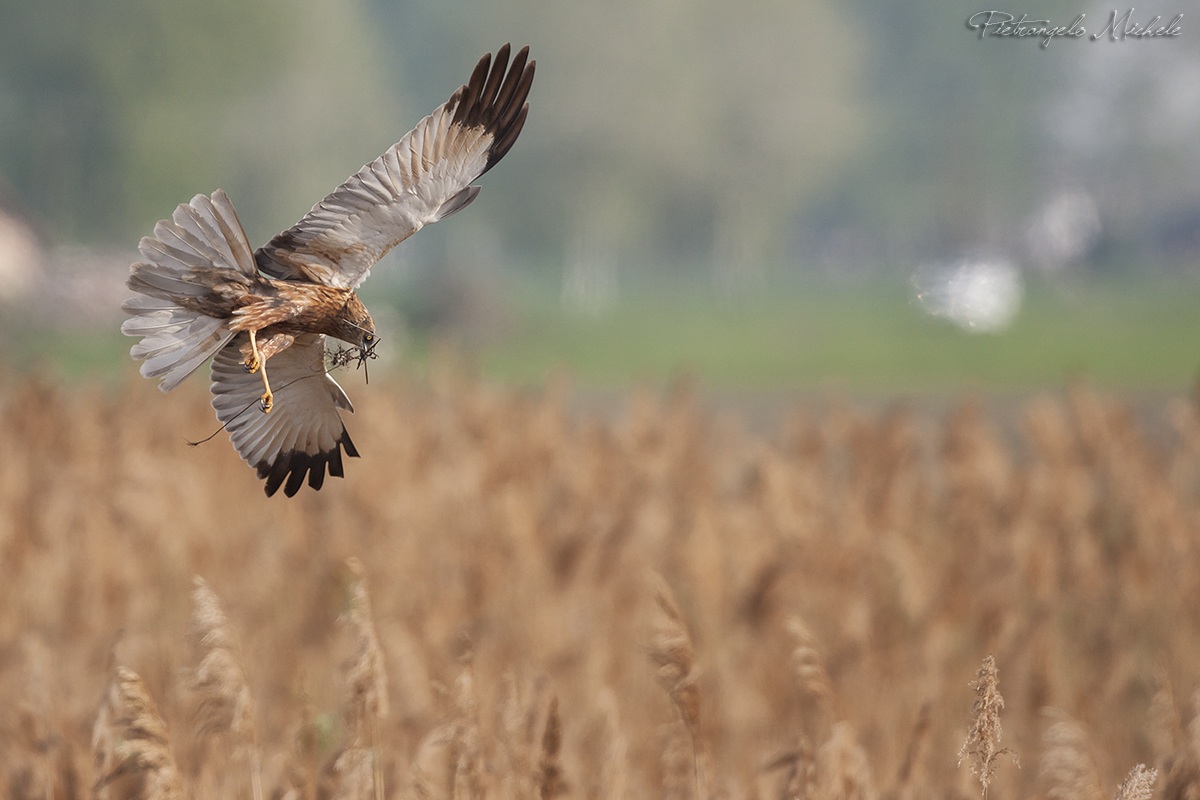 La costruzione del nido