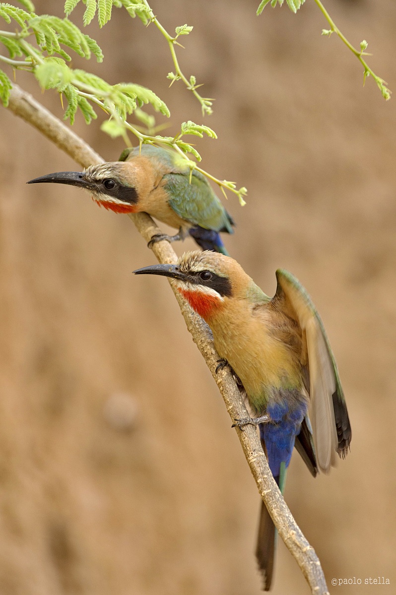 attention ... (White-fronted Bee-eater)