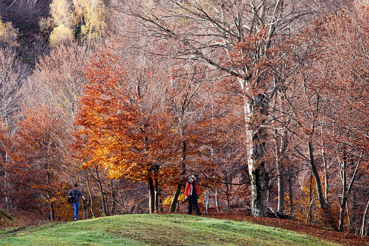 in search of foreshortening