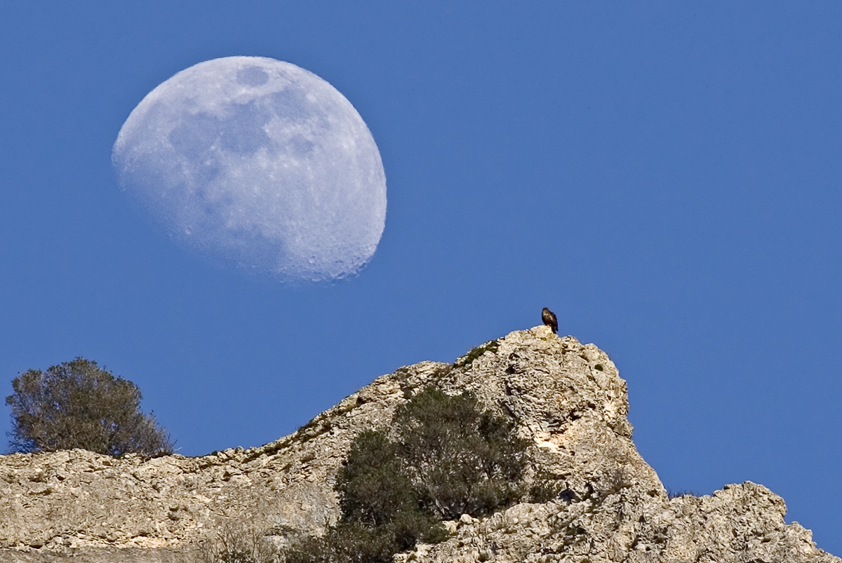 The eagle and the moon!