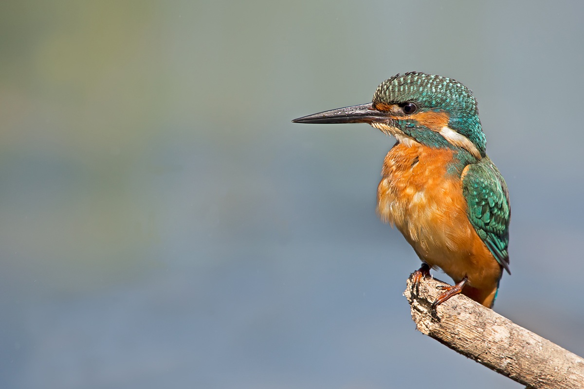Kingfisher (Alcedo atthis)