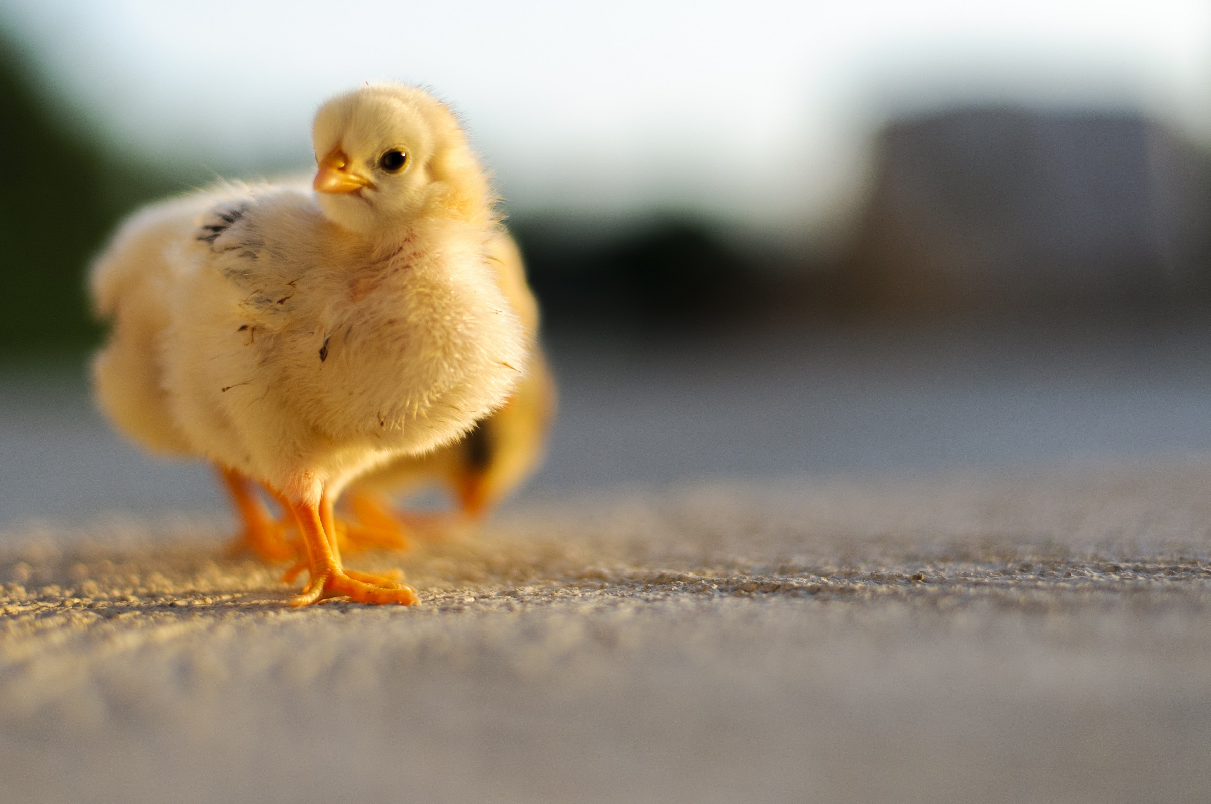 Mo che vuole questo?