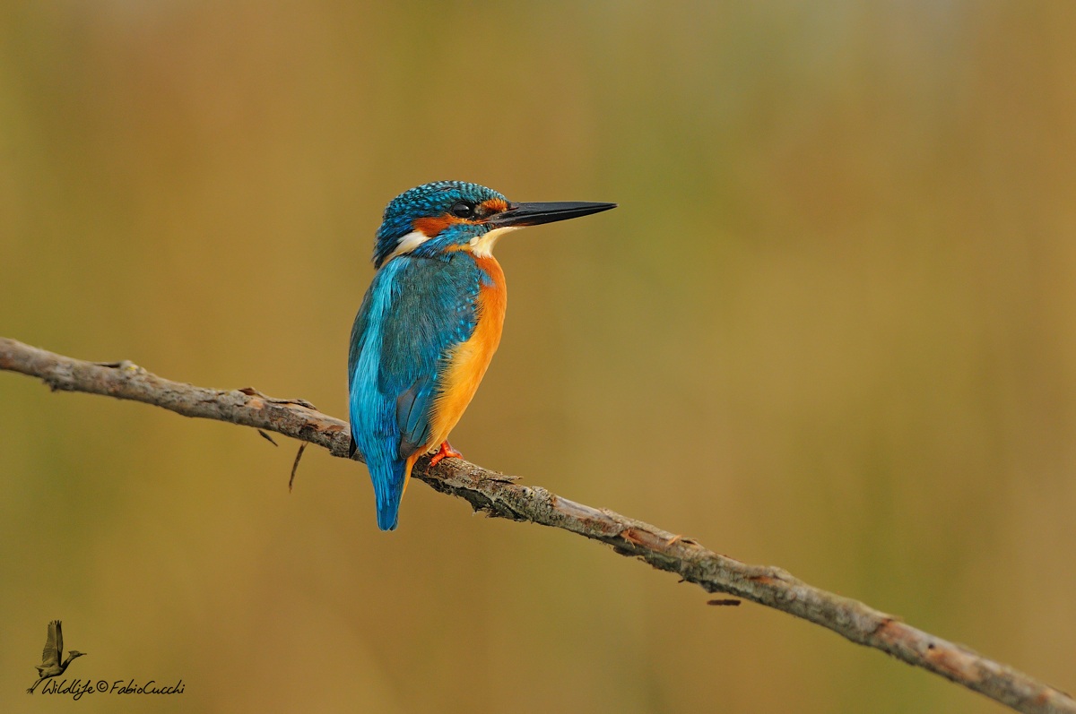 Last lights on Martino