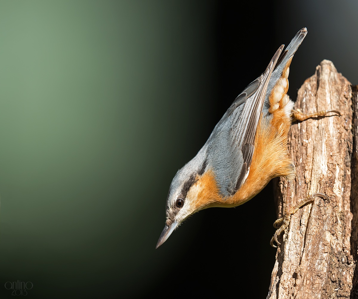 Nuthatch
