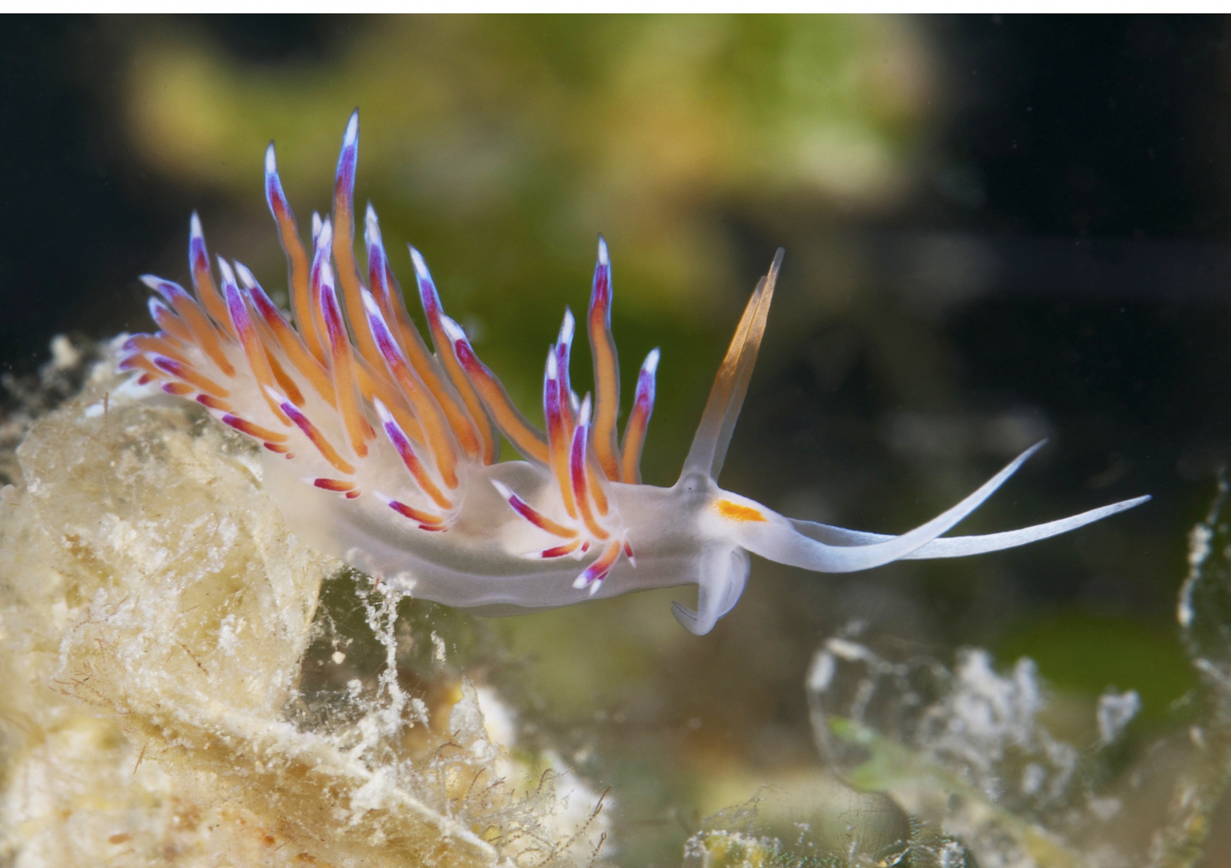 Flabellina Ligurian