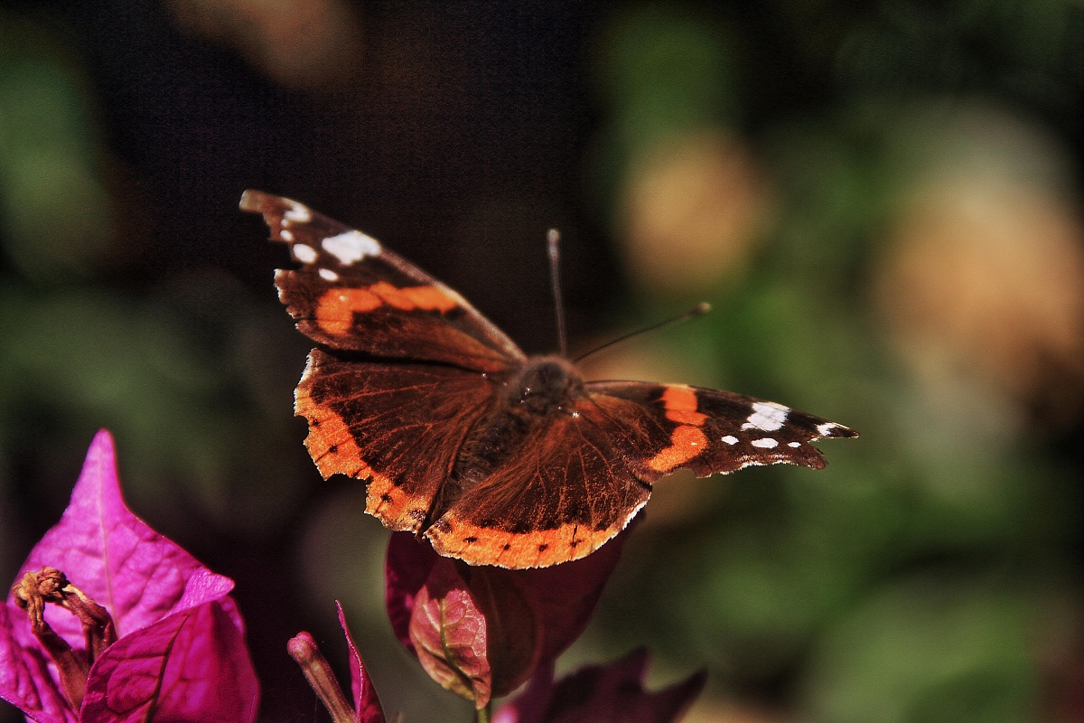 vanessa atalanta