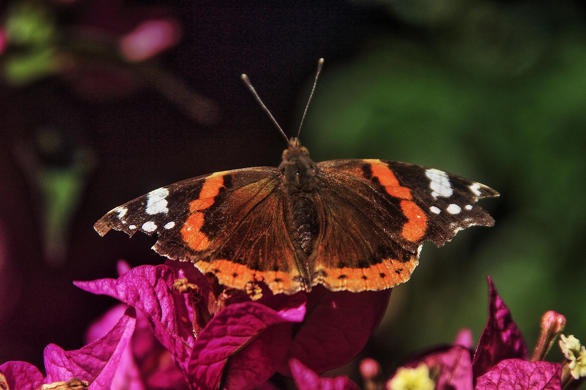 Vanessa atalanta bis