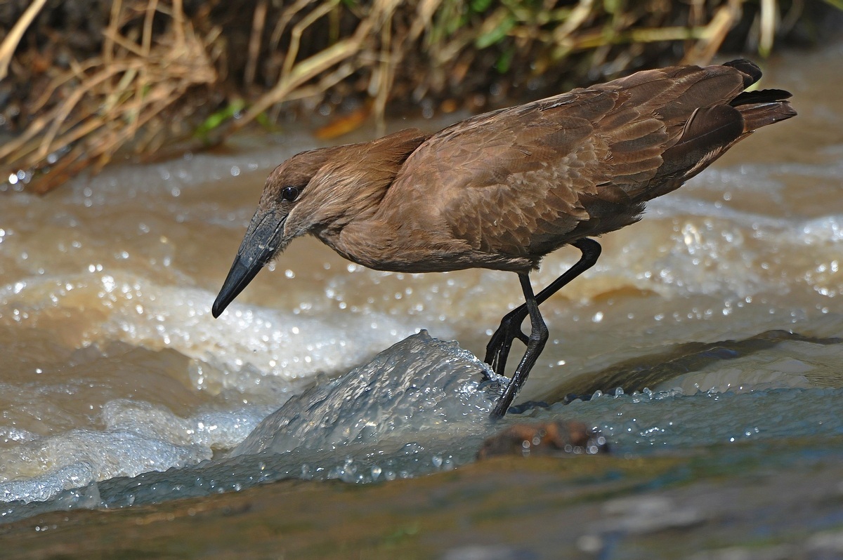 La pesca dell'Hamerkop