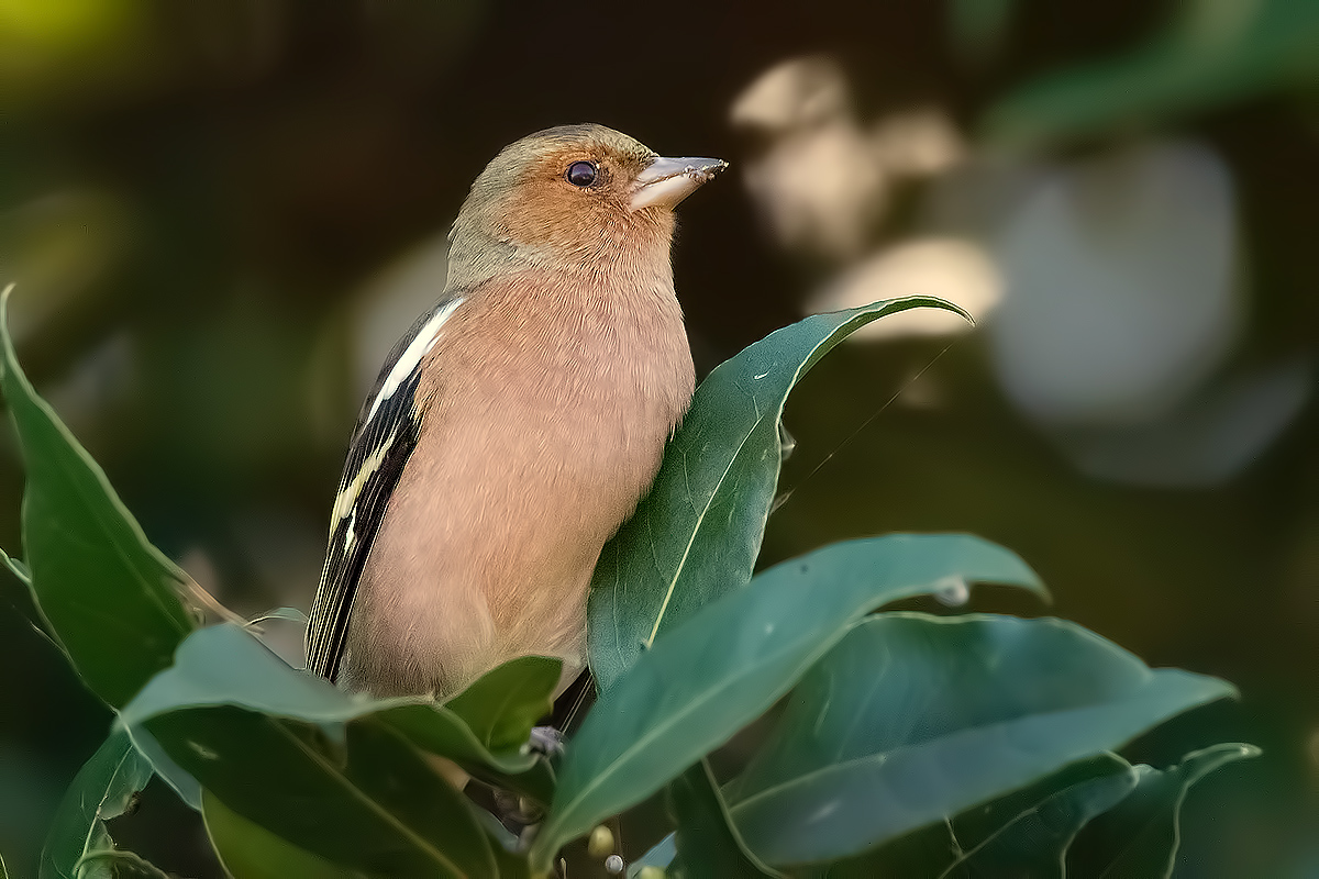 Chaffinch to ISO 12800