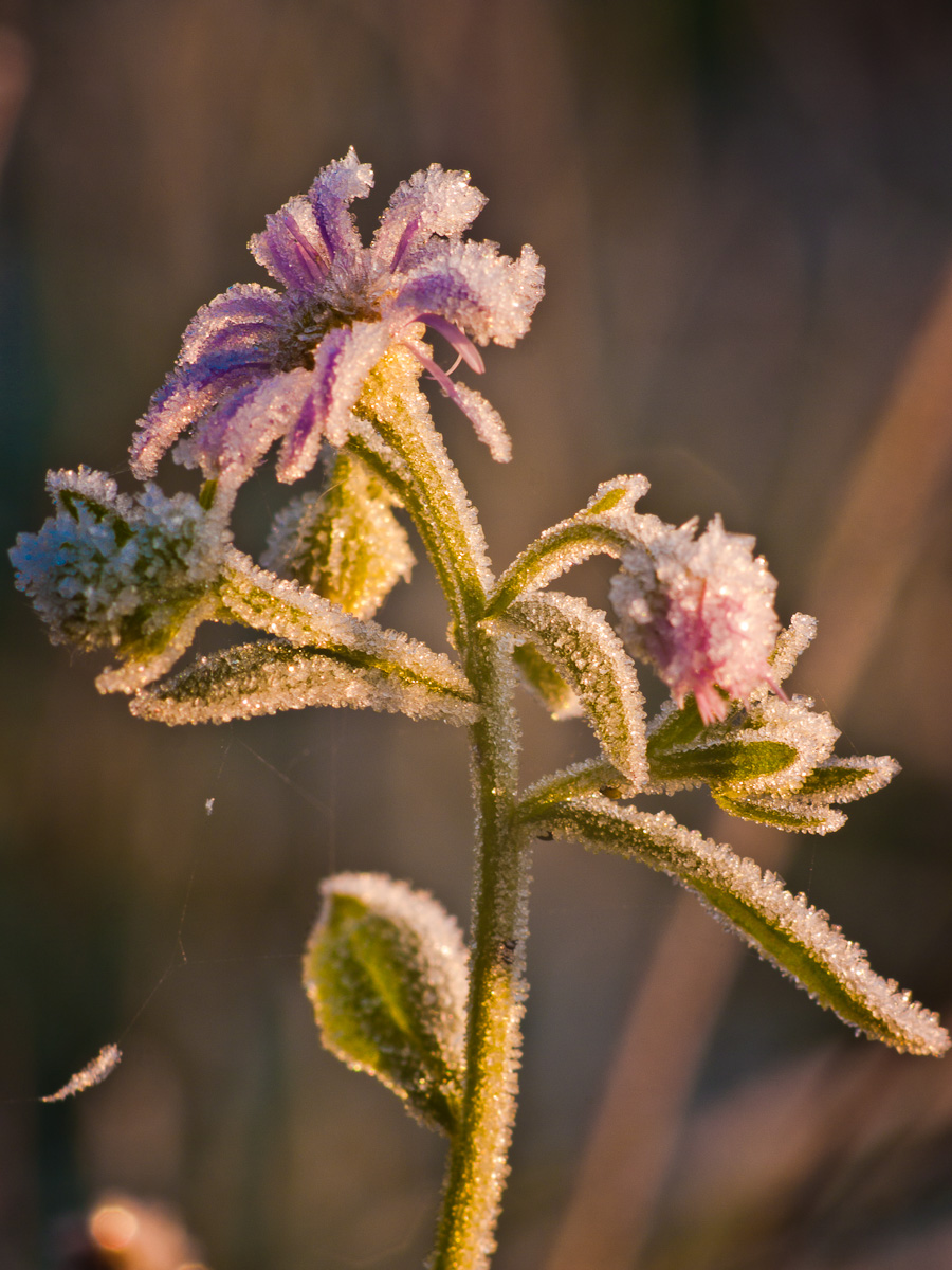 Winter surprise - color version