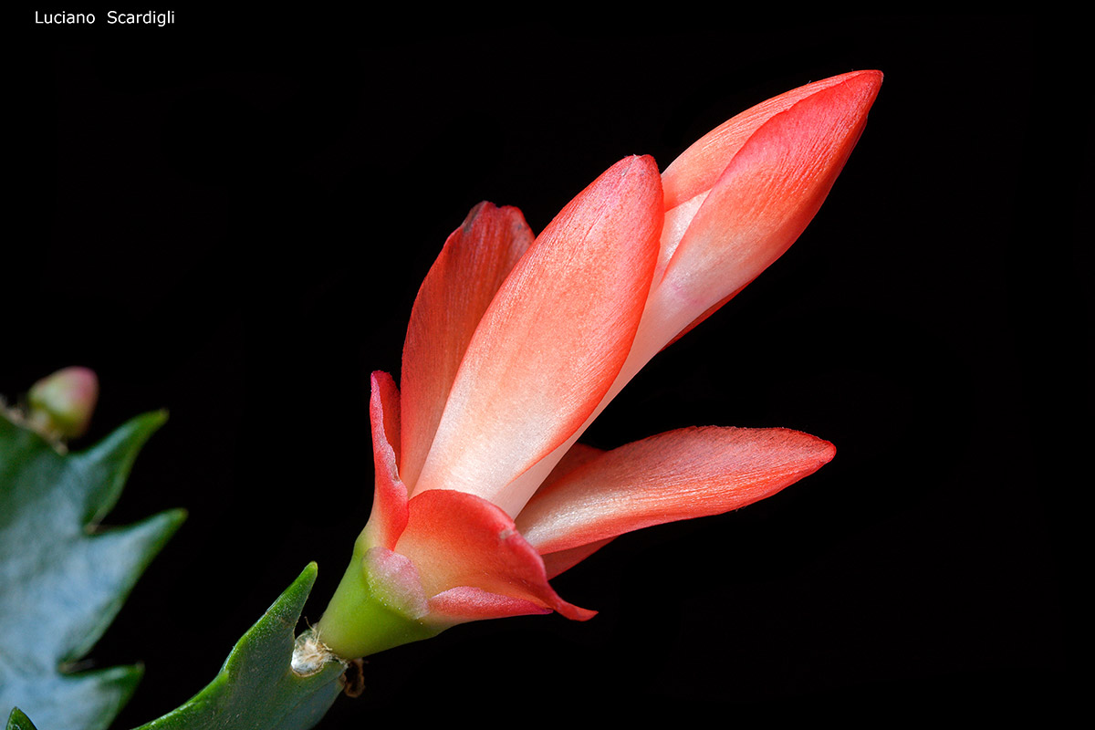 Shlumbergera,MG3123