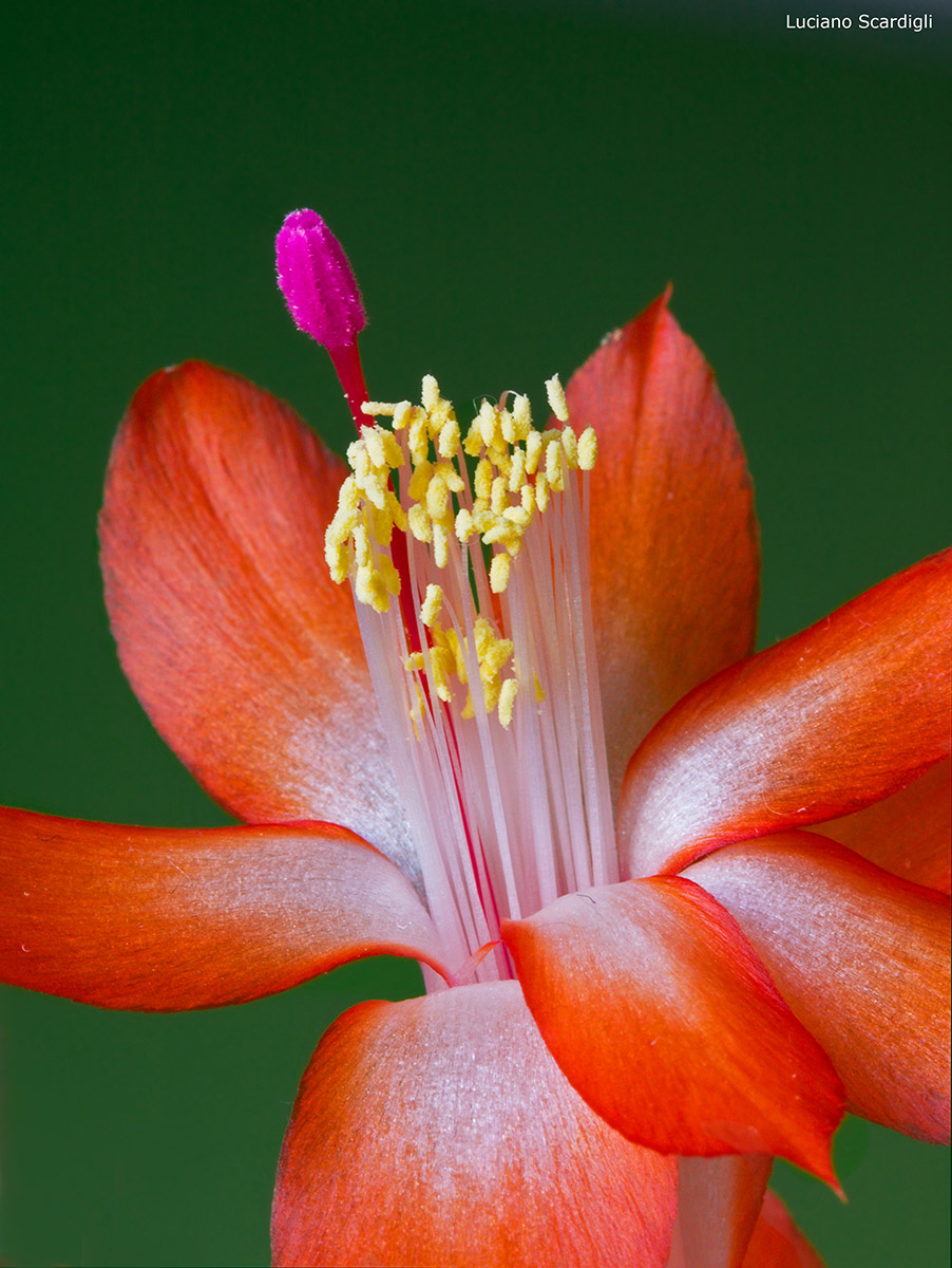 Shlumbergera,MG3137